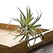 Artificial Air Plants Faux Succulents Plants Unpotted Small Tillandsia Look Real in Flocked Green Premium Crafting DIY Floral Decor for Home Garden Office Party, 3 pcs