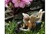 Miniature Fairy Garden Limited Edition Boy Fairy With Dog Ross and Winston, Model: 74, Home/Garden & Outdoor Store primary