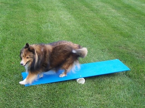 Agility Gear Teeter and Contact Teacher