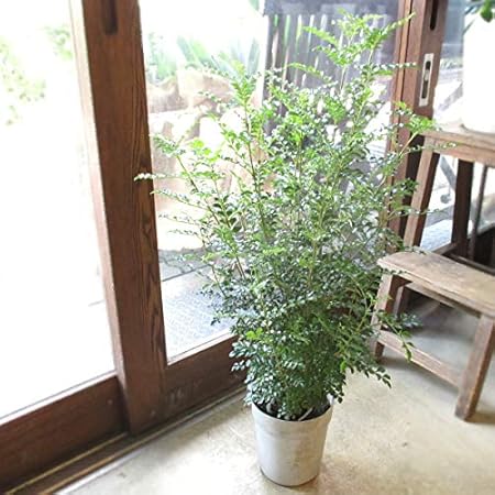 Amazon Co Jp シマトネリコ 6号鉢サイズ 鉢植え 薫る花 庭木 シンボルツリー 常緑樹 中型 小型 ホーム キッチン