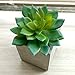 Assorted set of 3 Artificial Succulent Cabbage Echeveria Picks Faux Succulents 3 colors(green,soft green,plum green),3.6