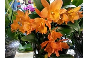 KAWAMOTO ORCHID NURSERY BLC. Fuchs Orange Nugget 'Lea' Spring Cluster Bloomer! Fragrant Easy to Grow