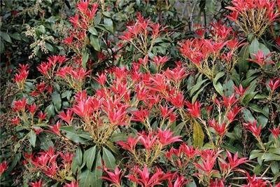 Pieris 'Forest Flame' 15-20cm Tall in 2L Pot, Evergreen Shrub, Stunning Colours 3fatpigs®