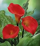 Calla Lily Bulbs, Radiation Absorption, 20 Bulbs (Calla No: 8)