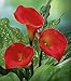 Calla Lily Bulbs, Radiation Absorption, 20 Bulbs (Calla No: 8)