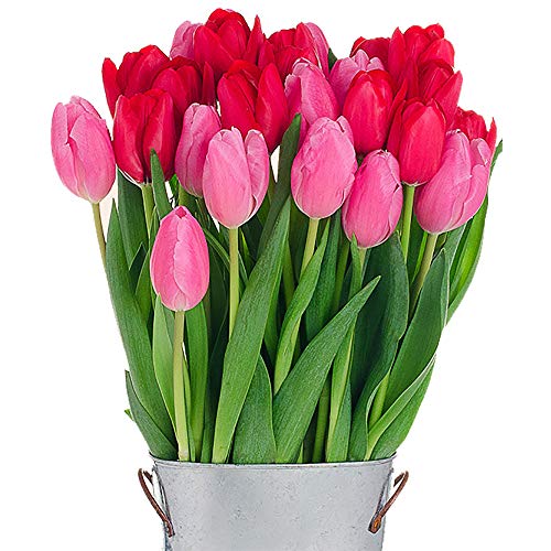 Stargazer Barn - Pucker Up Bouquet - 2 Dozen Fresh California Grown Tulips with Vase