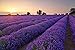 Anianiau Lavender Scented Sachets - Effectively Repel Insects and Moths Purifies Bad Odour 6 Pack