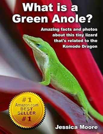 green anole reptiles