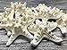 Real Starfish | 12 Real White Knobby Starfish 2