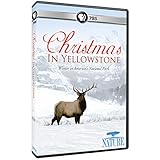 Nature: Christmas in Yellowstone