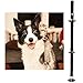 BLUETREE Dog Doorbells Premium Quality Training Potty Great Dog Bells Adjustable Door Bell Dog Bells for Potty Training Your Puppy The Easy Way - Premium Quality - 7 Extra Large Loud 1.4 DoorBells