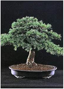 Tropica bonsai - cedro de Líbano (Cedrus libani) - 20 semillas: Amazon