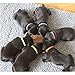 Pixnor 12 Colors Adjustable Puppy ID Bands Collars
