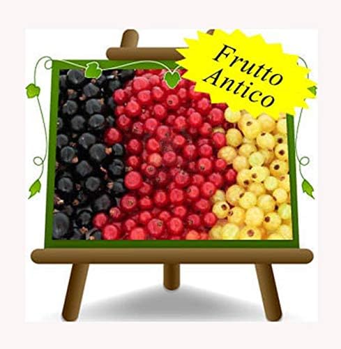 Olivo Moraiolo - Piante Da Frutto Online - Vivai Spallacci Flavio Olivo Moraiolo - Piante Da Frutto Online - Vivai Spallacci Flavio