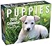Puppies 2019 Mini Day-to-Day Calendar by 