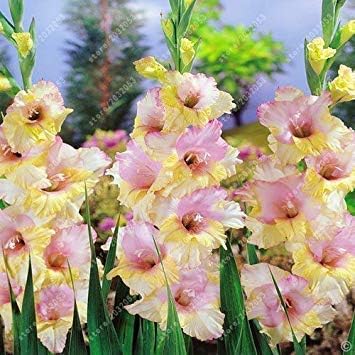 Vistaric Bulbos De Gladiolos Reales Bulbos De Flores Lirio De La Espada Planta De Maceta Decoracion De Bonsai Jardin No Semillas De Gladiolo 2 Bombilla 4 Amazon Es Jardin