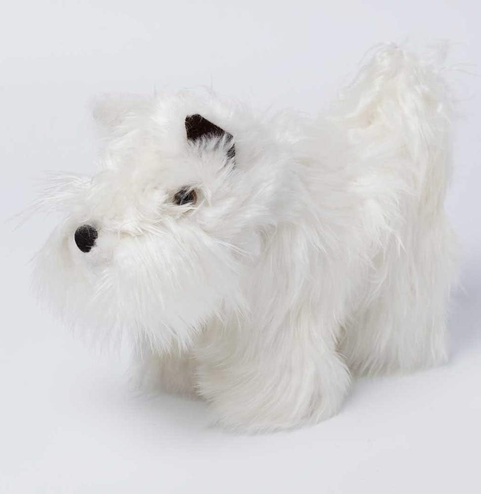 baby white fluffy dog