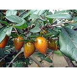 Diospyros rhombifolia PRINCESS PERSIMMON TREE Seeds!