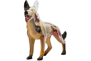 Dog Canine Skeleton 4D Anatomical Dog Model Detachable 29 Parts for Animal Teaching Demonstration Pet Clinic Veterinary Train