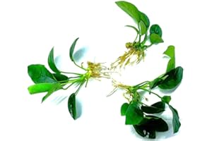 MARCUS FISH TANKS 3 Aquatic Plants Bundle | Live Plants for Freshwater Aquariums (3 X Anubias VAR Nana Plants)