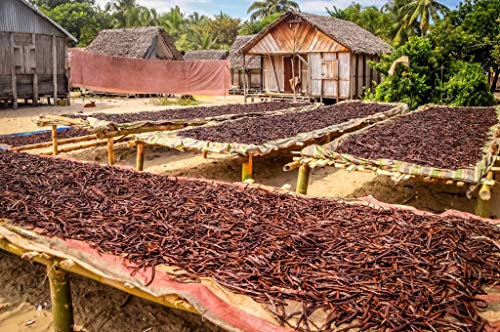 50 Organic Madagascar Vanilla Beans - Whole Grade B Pods for Baking Homemade Extract Brewing Coffee Cooking