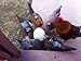Louise's Country Closet Large Size 5 Pack Chicken Saddle