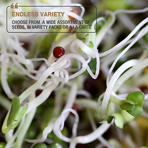 Mumm's Sprouting Seeds - Classic Big Broccoli Sprouts - 200 GR - Sprout Your Own Organic Microgreens - Easy Sprouter Kit
