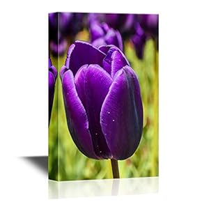 Purple Tulip Flower Petal