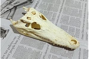 FGRID Animal Specimen Real Animal Skull Specimen Taxidermy Cleaned Skull Collection Fox, cat, Mink, Crocodile, Dog, Raccoon, Snake, Rabbit, Goat ，Muskrat，Nutria，Fox's paw (1pcs,11inch Crocodile)