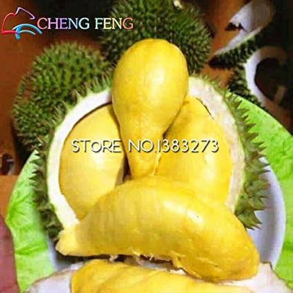Download 70 Koleksi Gambar Durian Mini Keren Gratis