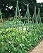 Ecostake Garden Stakes 5-Ft for Climbing Plants Supports Pole 20 Pack Rust-free Plant Sticks Fence Post