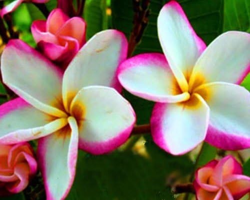20 Fresh Seeds Plumeria Agave Rare Real Lady-fruit