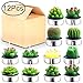 Outee Cactus Tealight Candles 12 Pack Handmade Delicate Succulent Cactus Candles Flameless Aromatherapy 12 Designs for for Birthday Party Wedding Spa