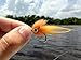 RAH 3-D Hard Epoxy Eyes (60 Pack) Fly Tying Lures Crafts 7 Sizes (Ice, 6 mm)
