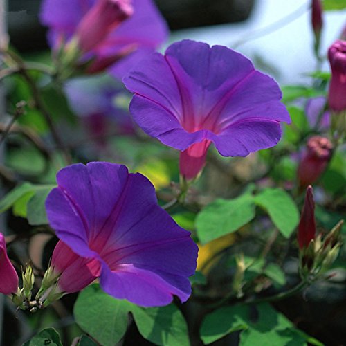 Afco 50Pcs/Bag Super Big Morning Glory Seeds Garden Bonsai Climbing Plants Pot Flower Balcony Decor (purple) Afco 50Pcs/Bag Super Big Morning Glory Seeds Garden Bonsai Climbing Plants Pot Flower Balcony Decor (purple)