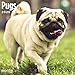 2020 Pugs Wall Calendar by Bright Day, 16 Month 12 x 12 Inch, Cute Dogs Puppy Animals Adorable Canine