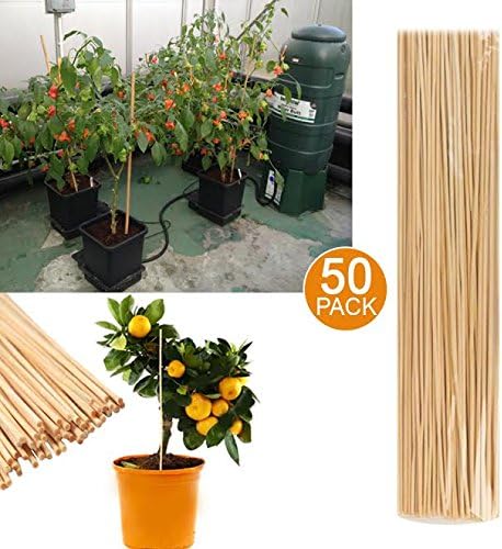 50 bastones de jardín de bambú para planta de crecimiento de ...
