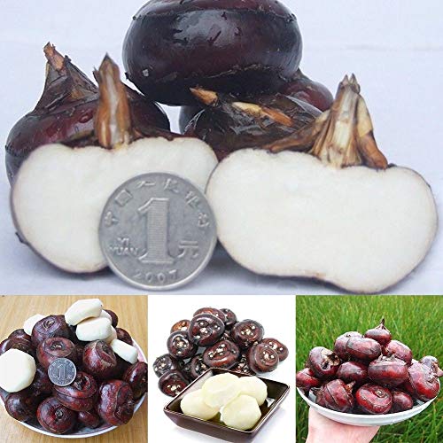 Plentree 1/Pcs Water Chestnut Fruit Seed Super Big Sweet Honey-Dew Seeds Garden Plants