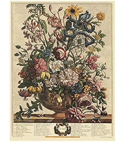 Amazon.com: Robert Furber - Twelve Months of Flowers 1730/August