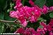 18+ Coral Vine Seeds: Pink (Antigonon Leptopus) Rosa De Montana,queen's Wreath