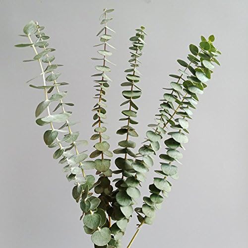 KALOR Green Preserved Eucalyptus Branches Home Décor DIY 10-12 Stems