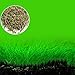 Aquarium Grass Plant Seeds, West Coast Easy Aquatic Live Plant, for Garden Lawn Fish Tank Aquarium Decor