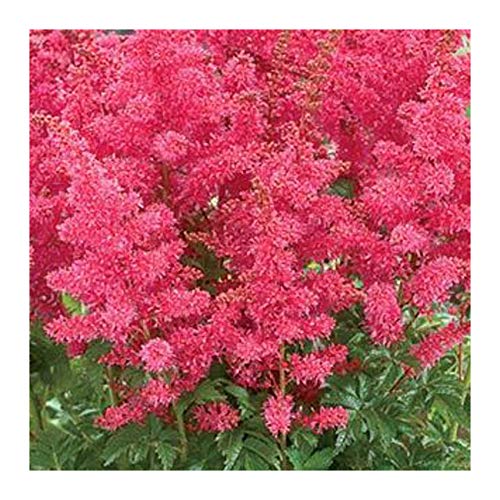 Astilbe younique 'Carmine' 15cm Pot Size