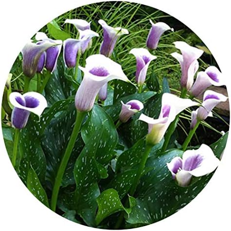 MelysUS 20 PCS Calla Lily Flower Seeds Peace Lily Spathiphyllum, Tabletop Plant, Garden Flower Bonsai Seeds Flowers