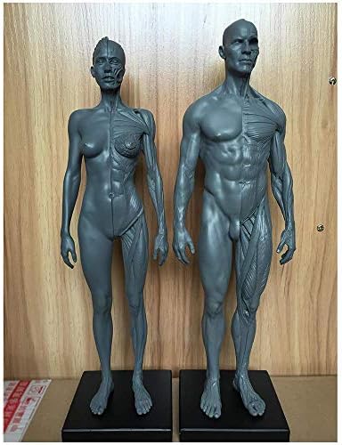ホームアクセサリー教育モデル人体解剖学図11 8インチ男性の筋肉の骨モデル人間の筋肉の骨格解剖学的モデルアーティストの学校での研究と教育のためのリファレンス 激安