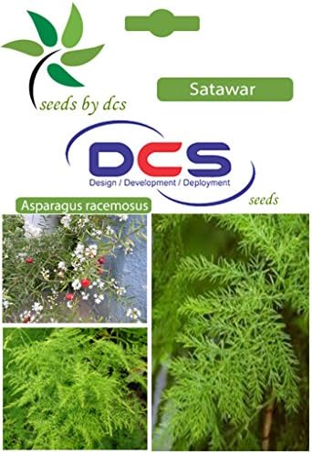 DCS Satawar Seeds (White)