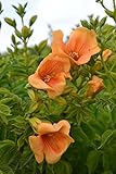 Summer Jazz Gold Trumpet Vine - Campsis - 2.5