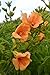 Summer Jazz Gold Trumpet Vine - Campsis - 2.5" Pot