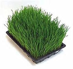 Wheatgrass, Microgreen, Sprouting, 6 OZ, Non GMO