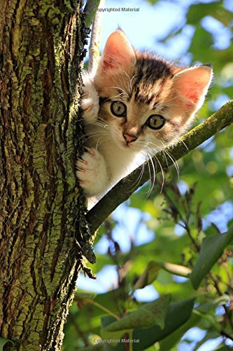 kitten up a tree